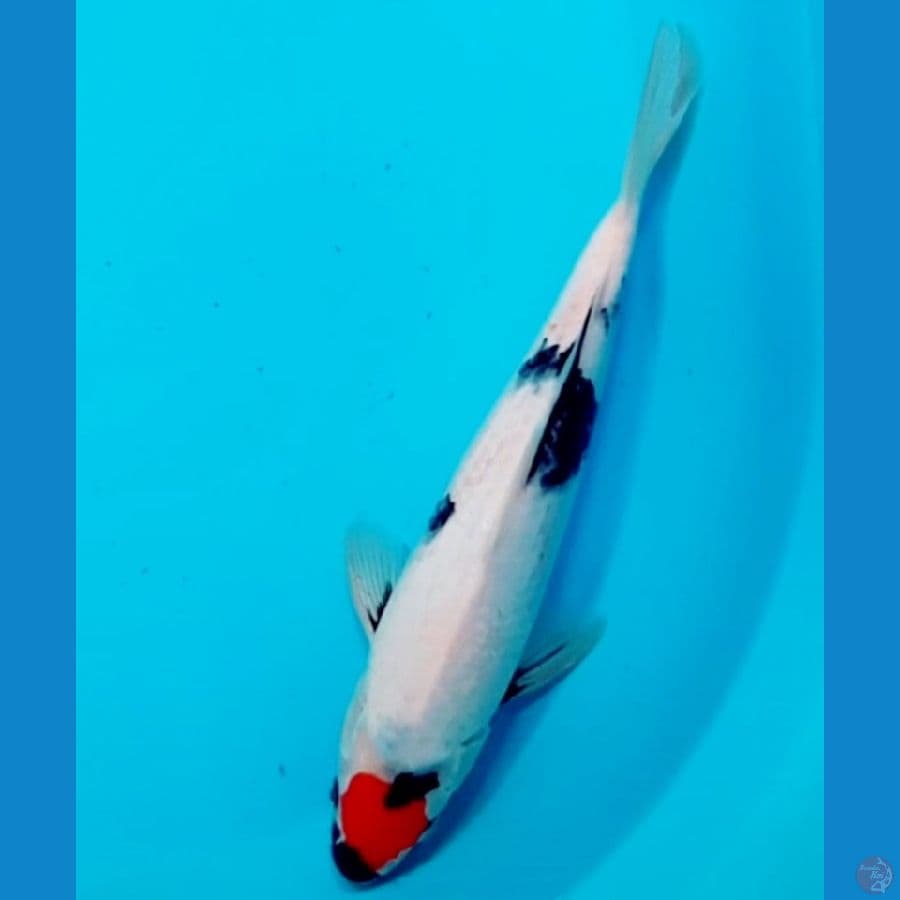 tancho ori 29 cm