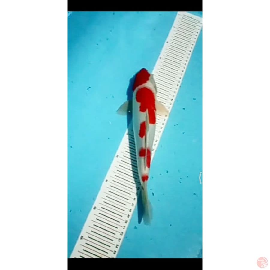 Menkaburi kohaku