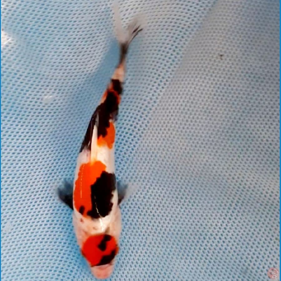 maruten 22 cm