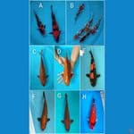 IKAN KOI
