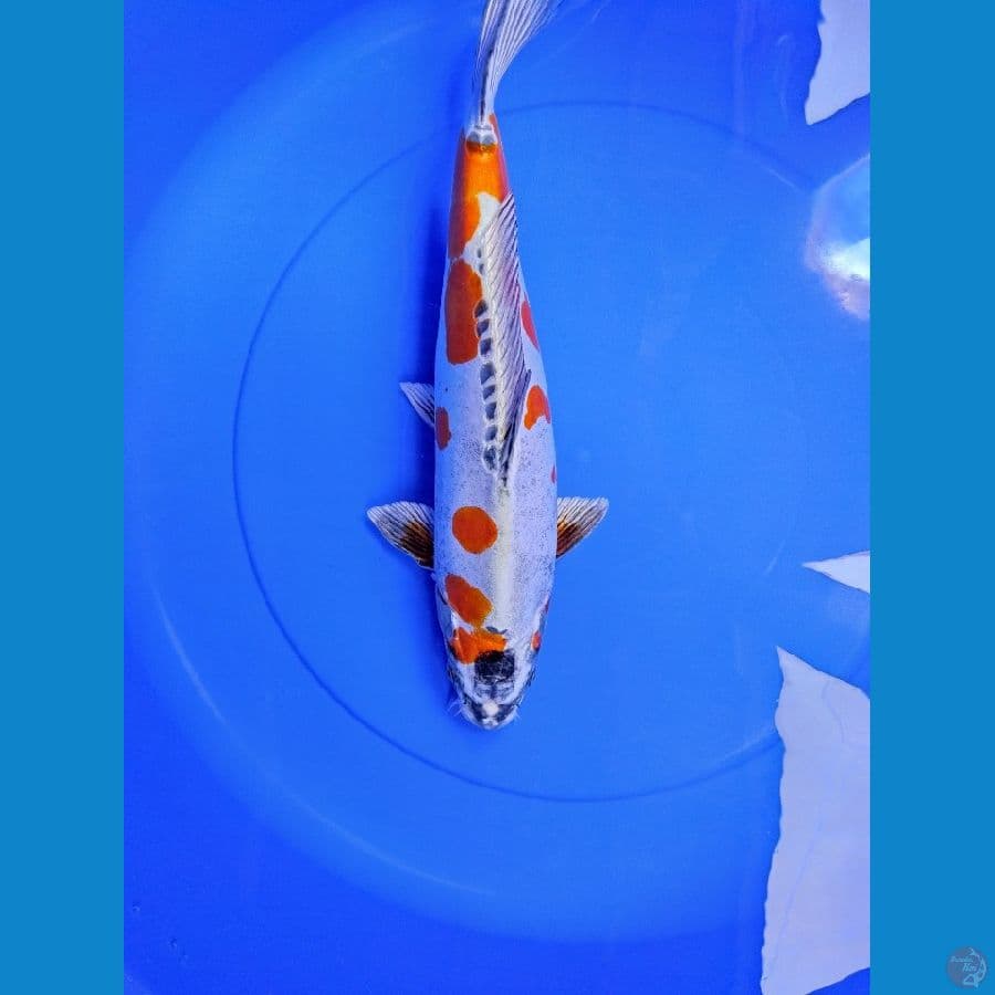 Beni Kikoryu 35cm SQ