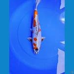 Beni Kikoryu 35cm SQ
