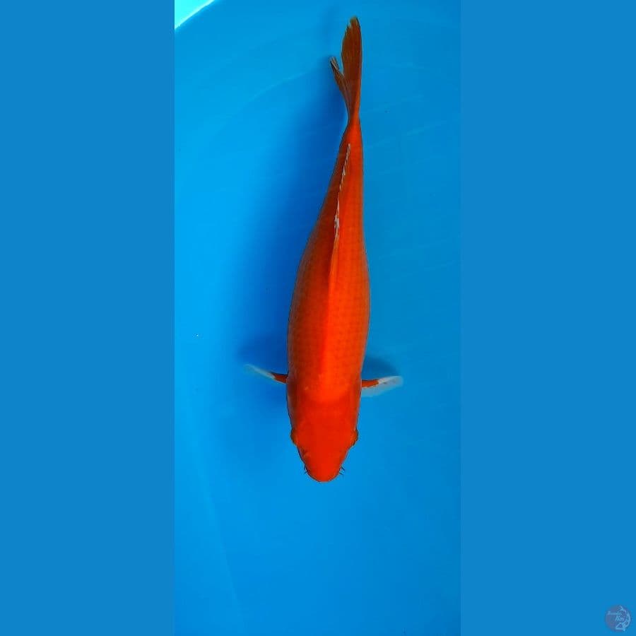 Aka Hajiro merah strong