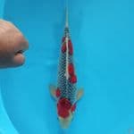 GOSHIKI RACING 38CM / MALE