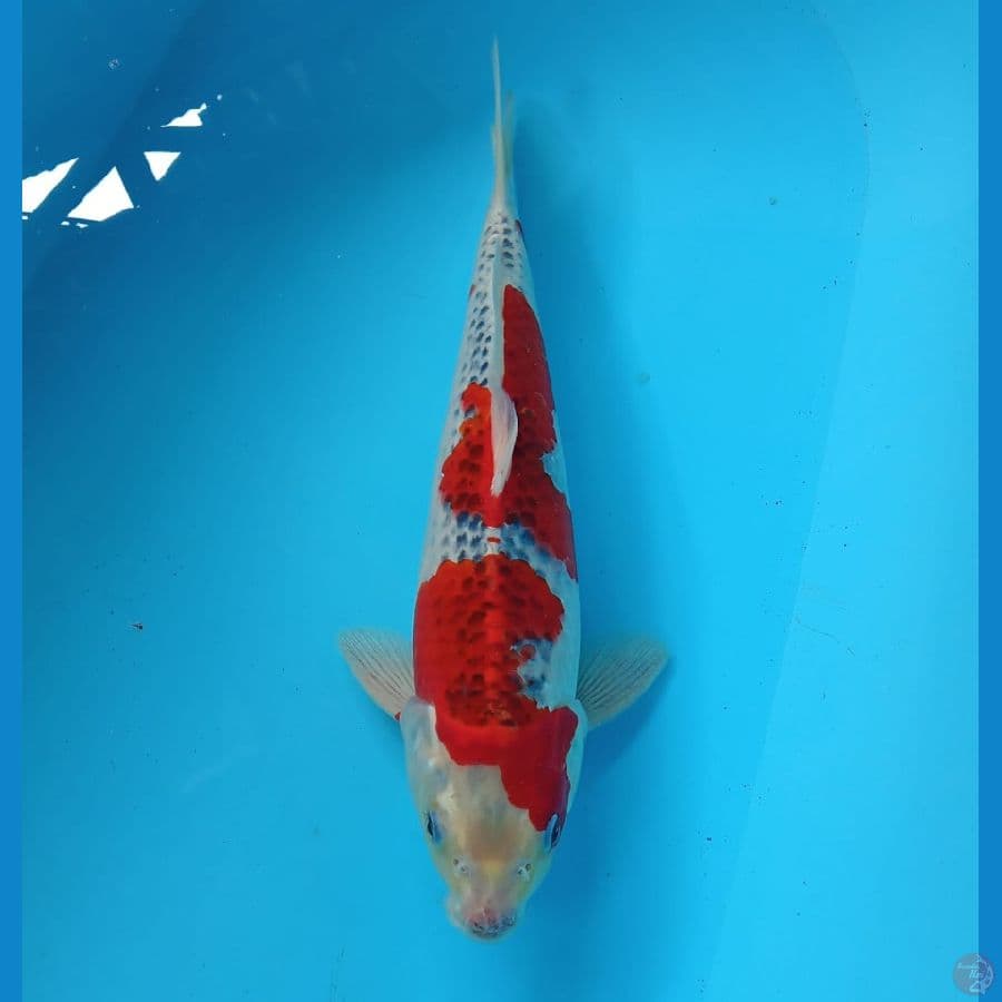 GOSHIKI RACING 37CM