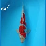 GOSHIKI RACING 37CM