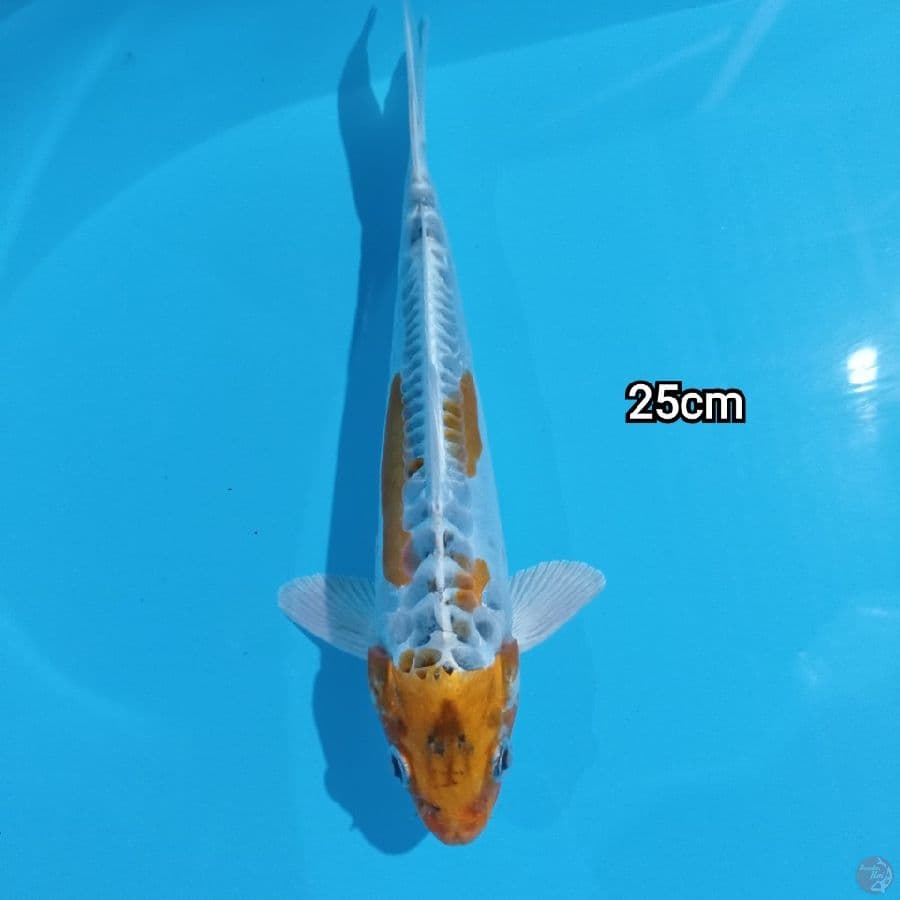 Mizzu - Kikokuryu 25cm