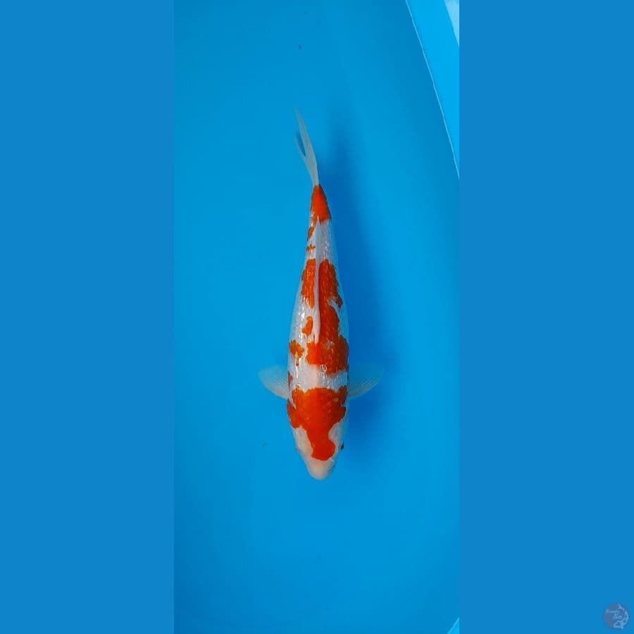 Kohaku Ginrin