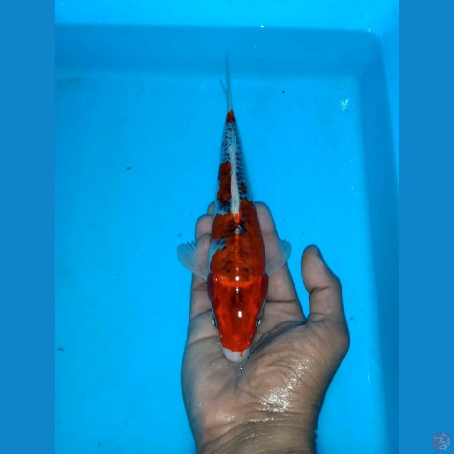 Red gosiki original