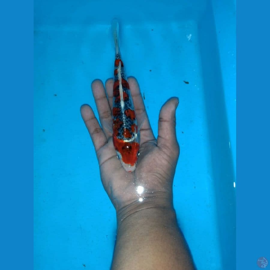 red Gosiki Sq bahan kipping 