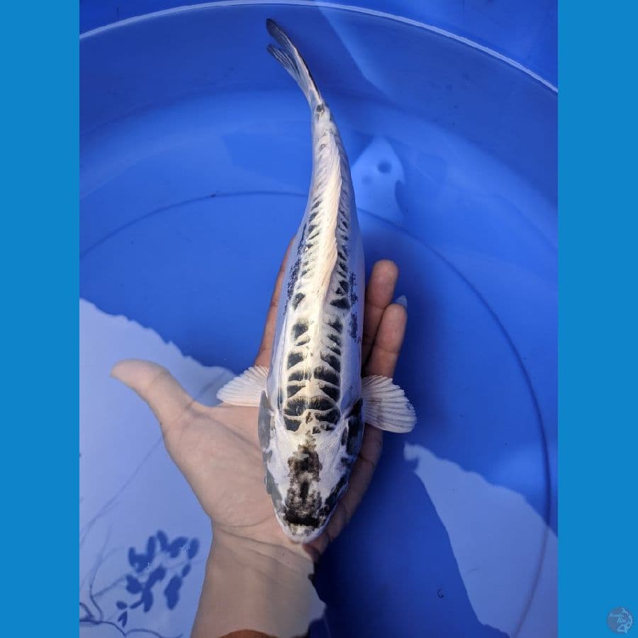 kabuto punuk sz 31