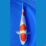 kohaku maruten 39 cm