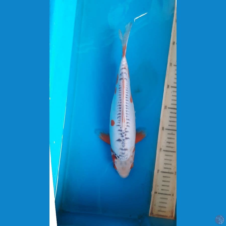 shusui 33cm