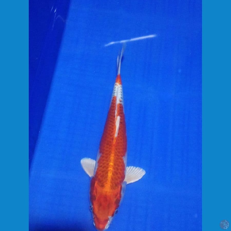 Red kujaku