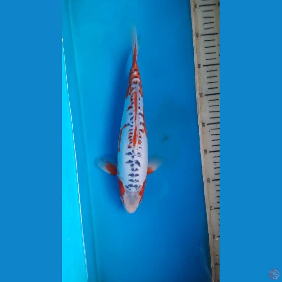 shusui 30cm 