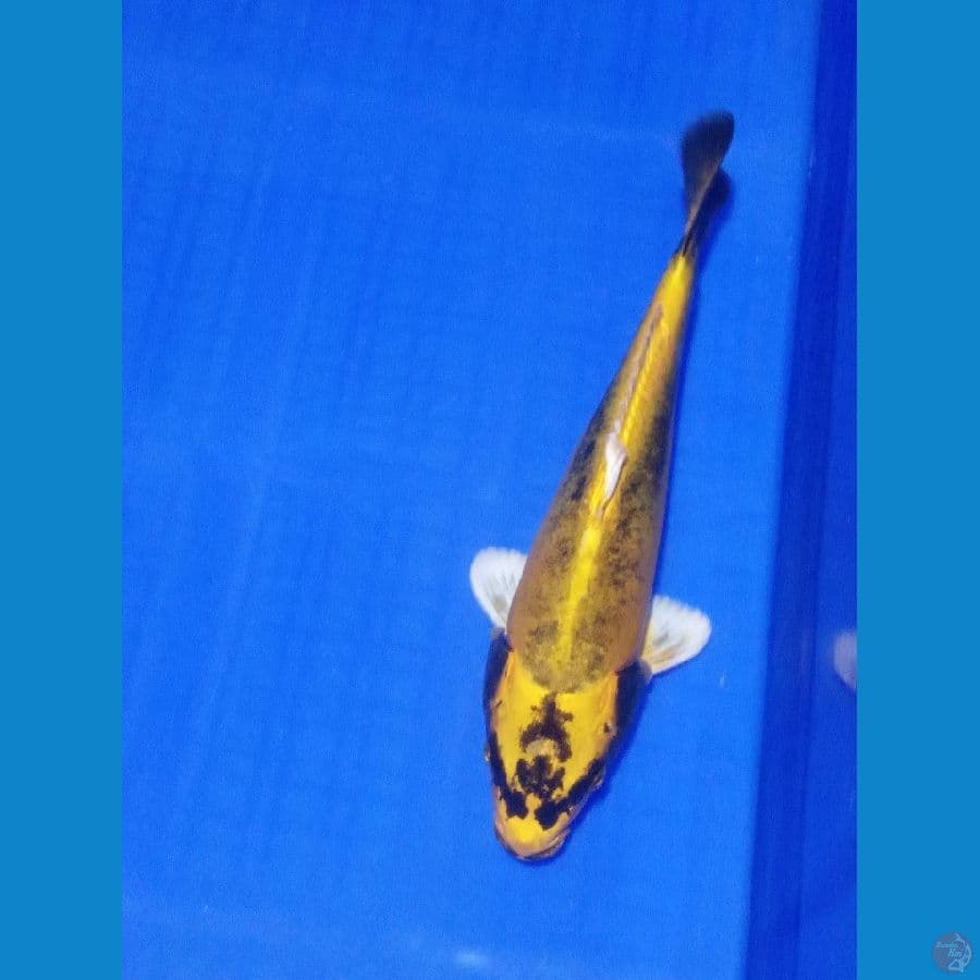 Banana kabuto