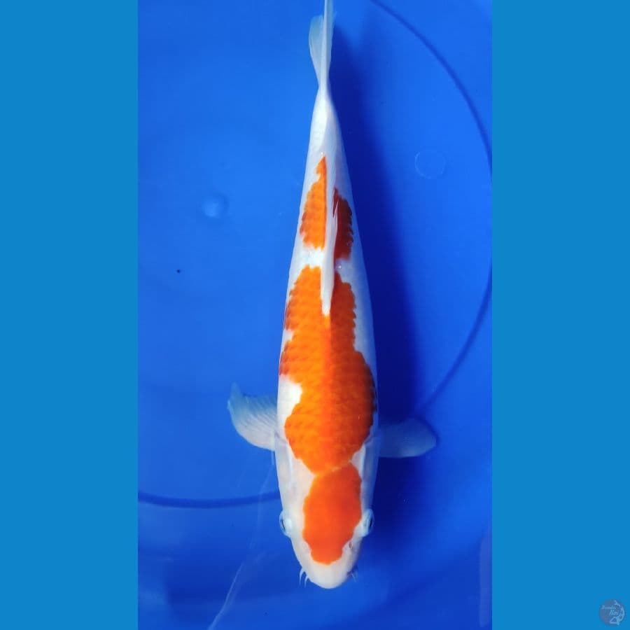 kohaku 40 cm