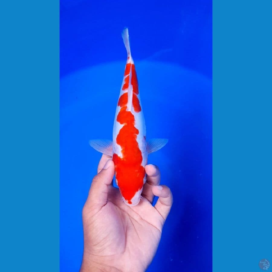 kohaku 26cm original HQ.