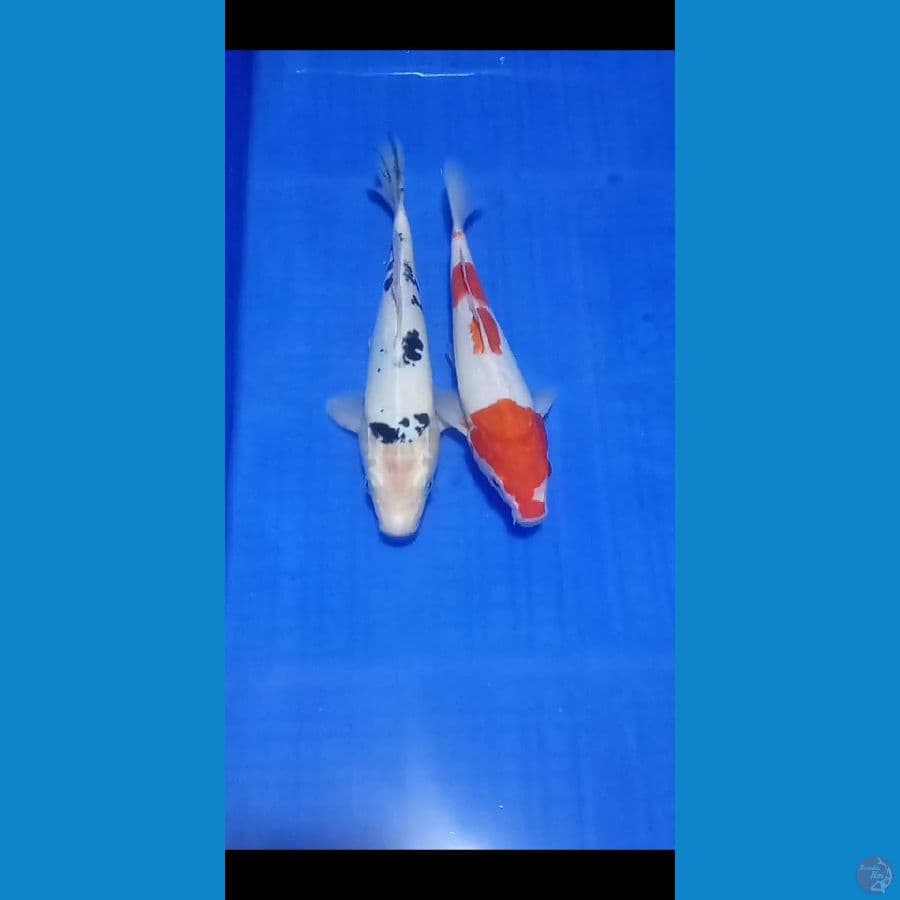 kohaku, beko doit