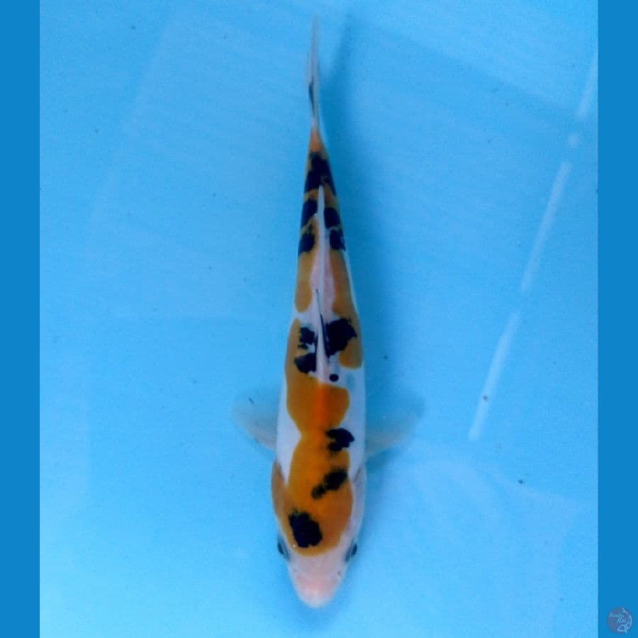 yellow sanke doit 16cm