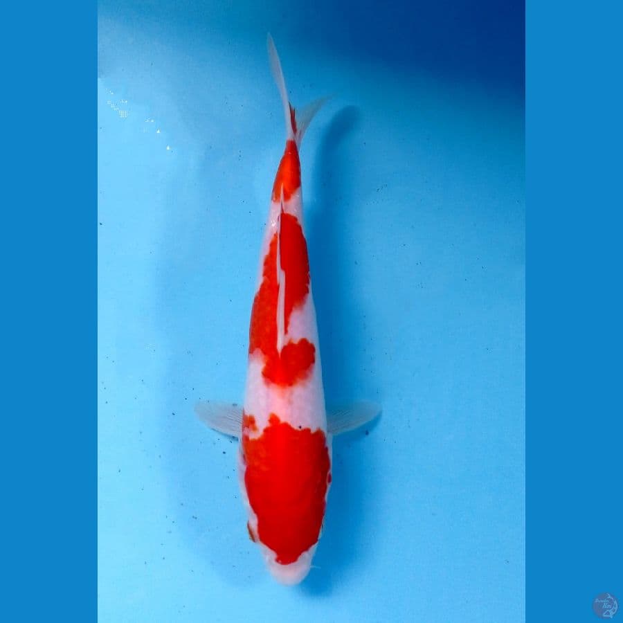 kohaku 22cm