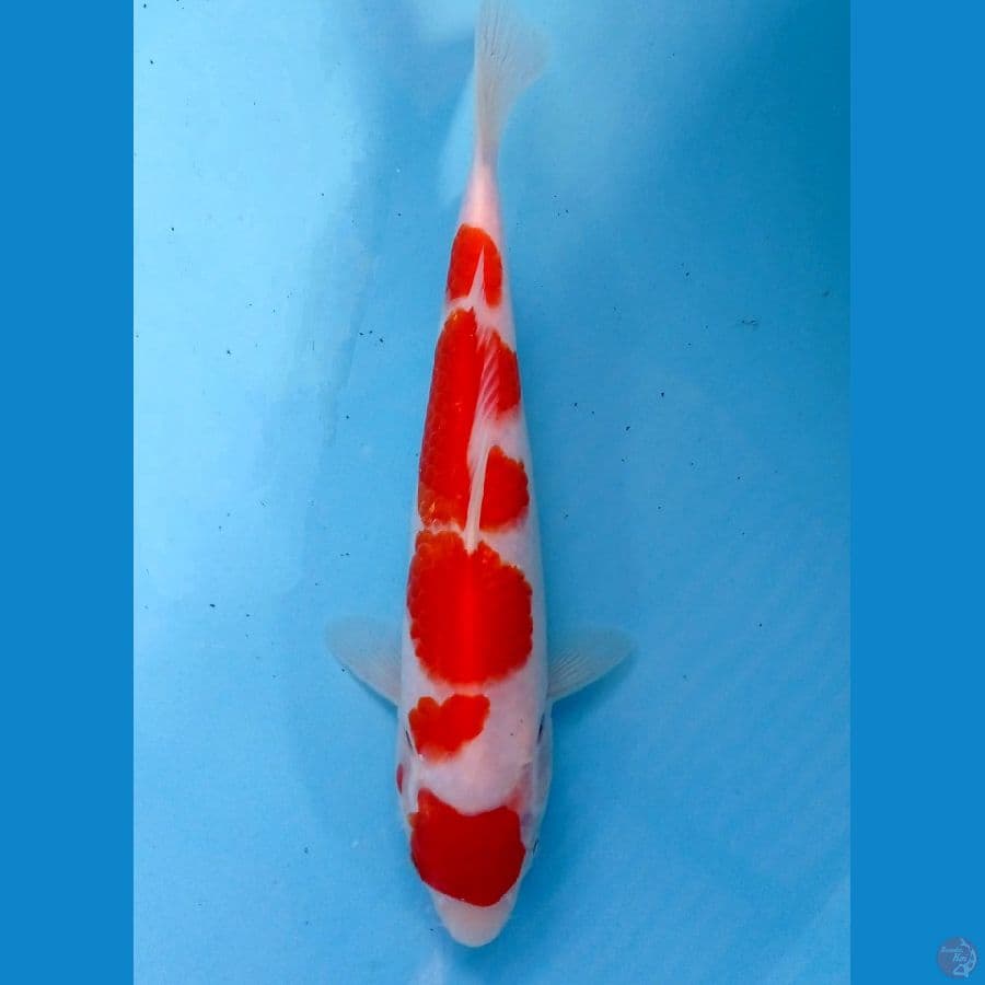 maruten 22 cm