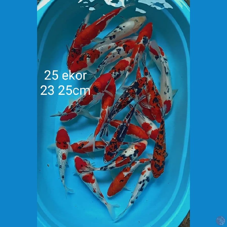 kohaku sanke 25 ekor 23 25cm