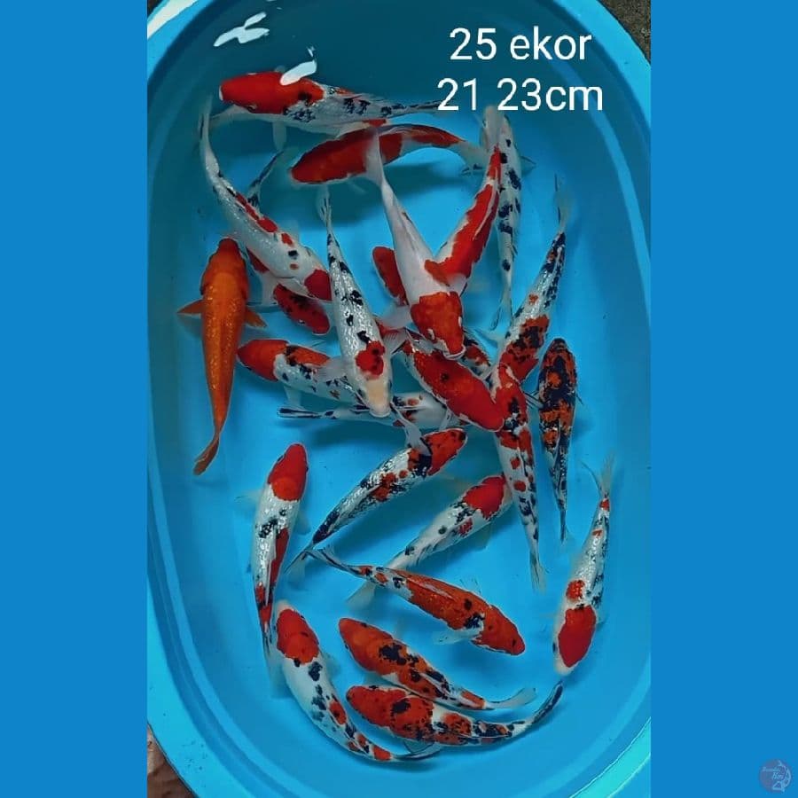 kohaku sanke 25 ekor 21 23cm
