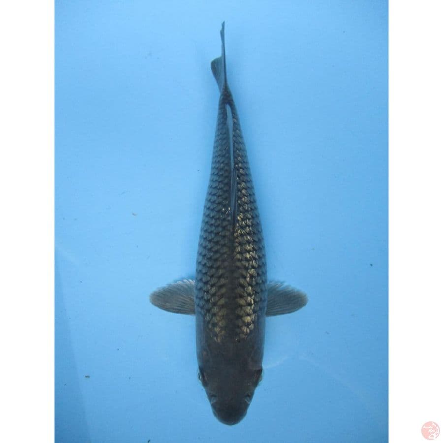 MKC KOI GRUB