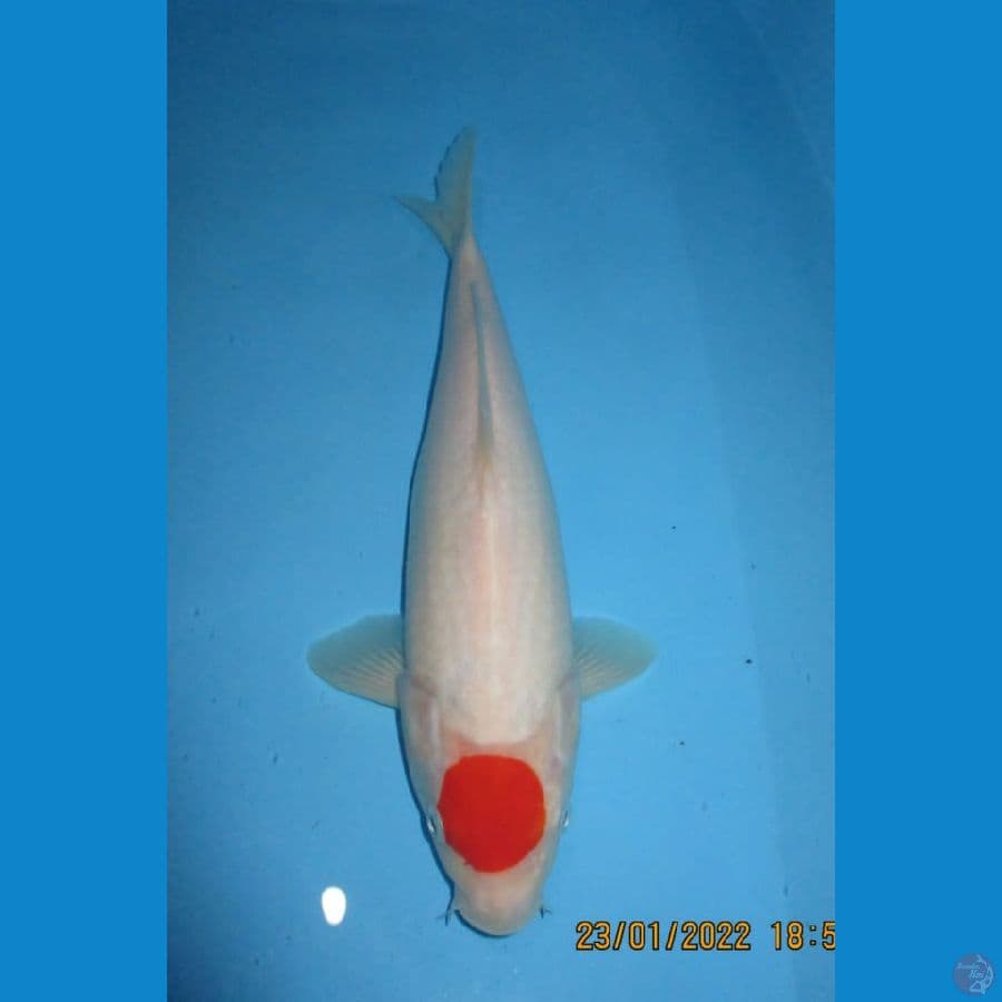 MKC KOI GRUB