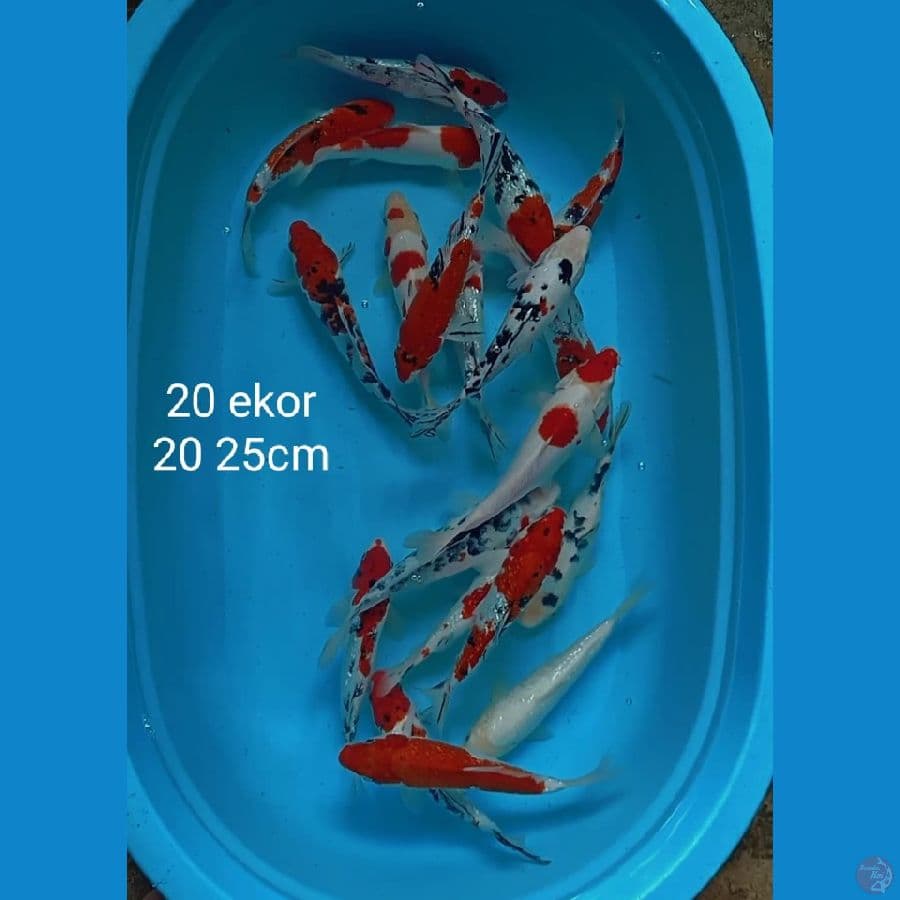 kohaku sanke 20 ekor 20 25cm