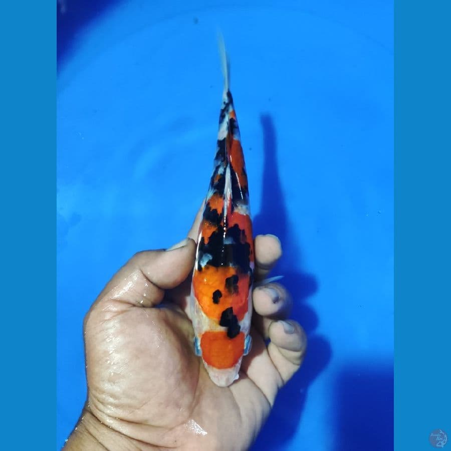 MARUTEN SANKE 20CM