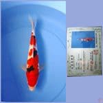 sakai sanke 36cm