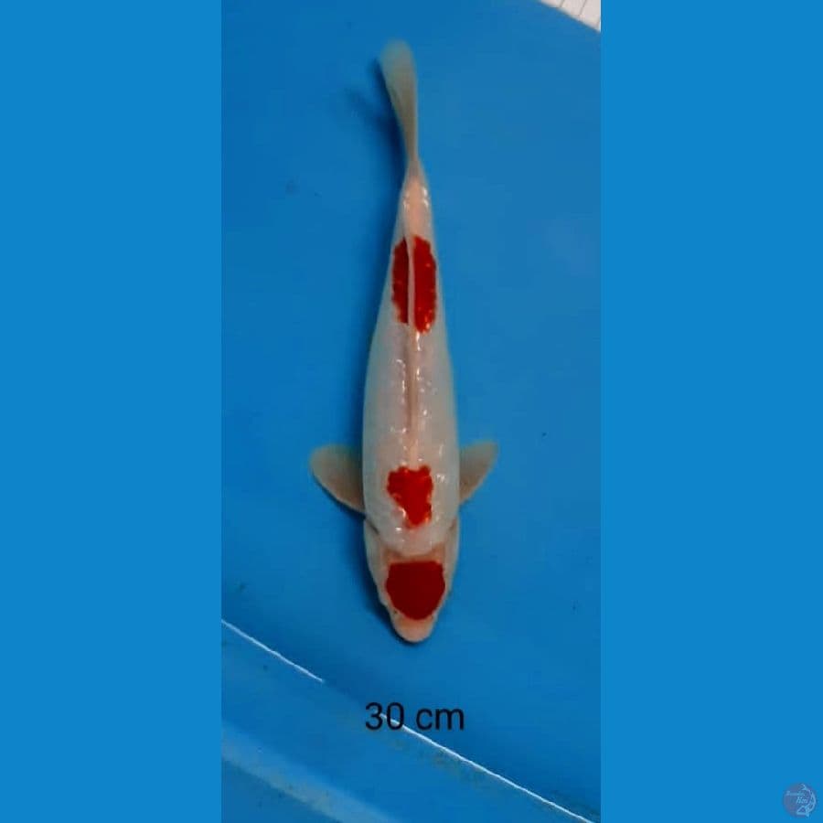 maruten kohaku ori 30 cm