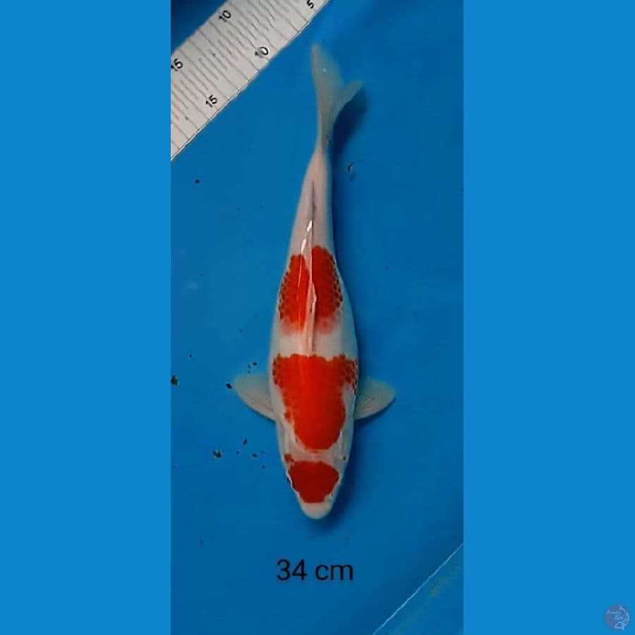 maruten kohaku 34 cm