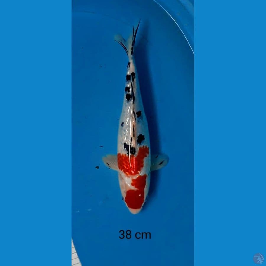 sanke ginrin jumbo strong 38 cm