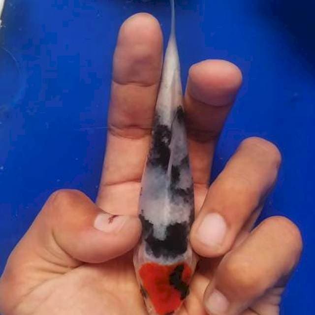 Tancho showa 15 cm 