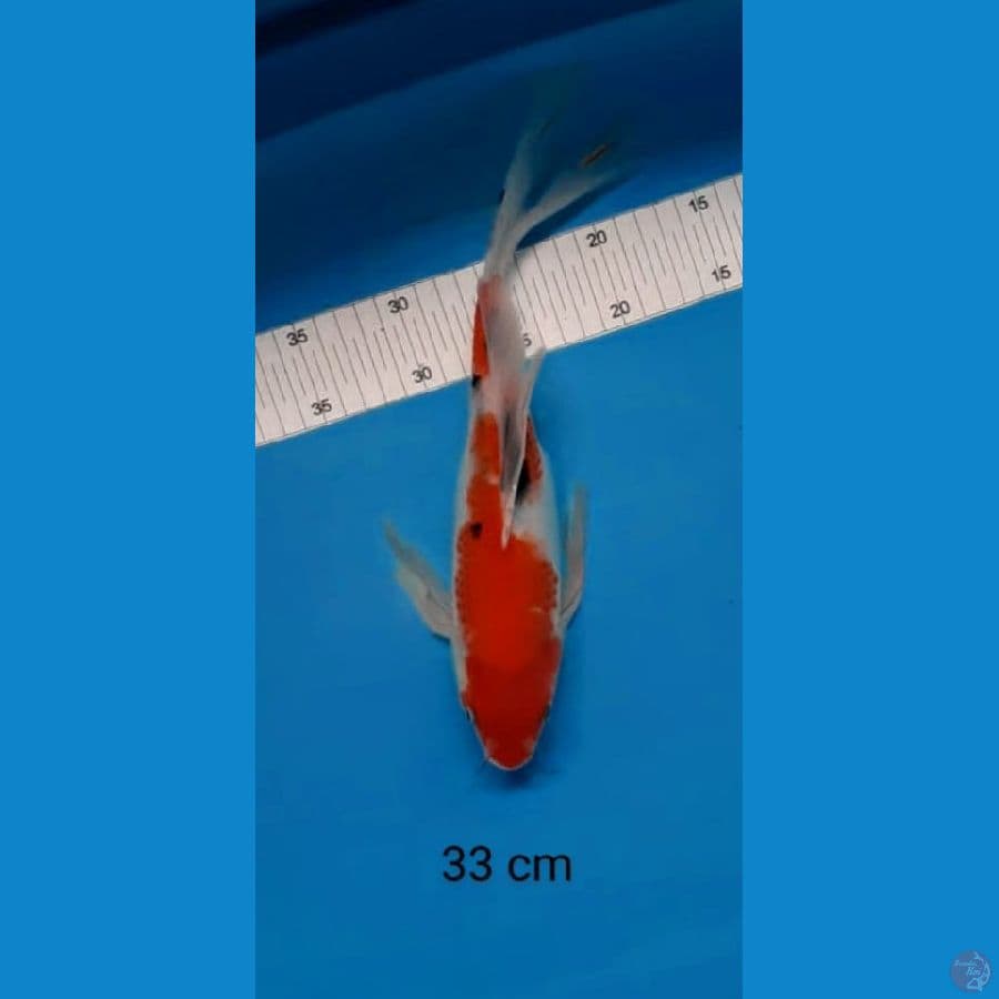 Kumpay sanke 33 cm
