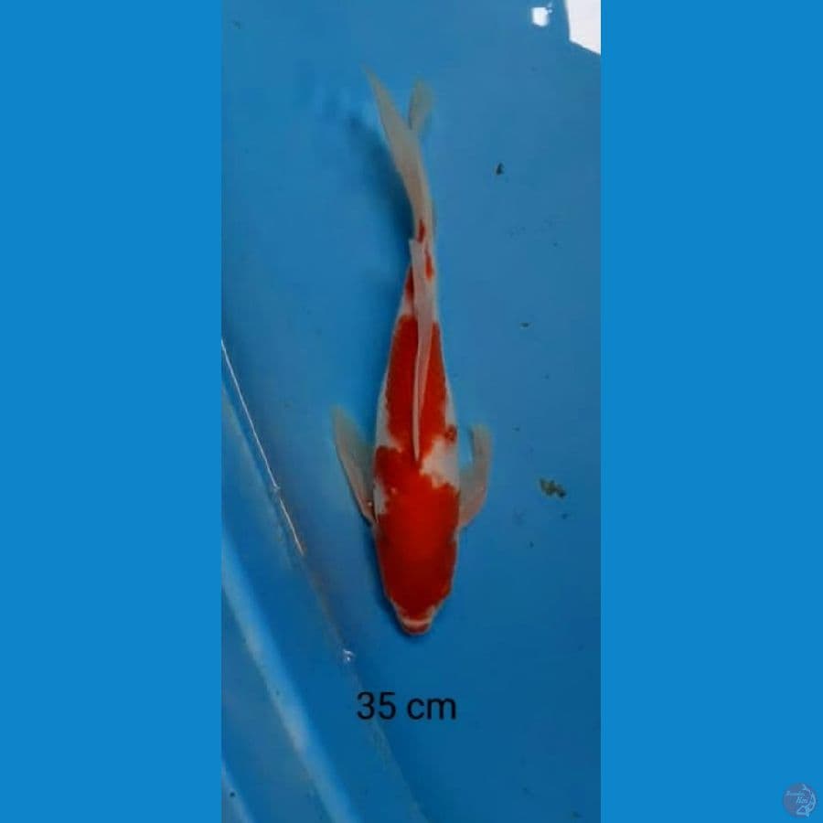 kumpay kohaku 35 cm
