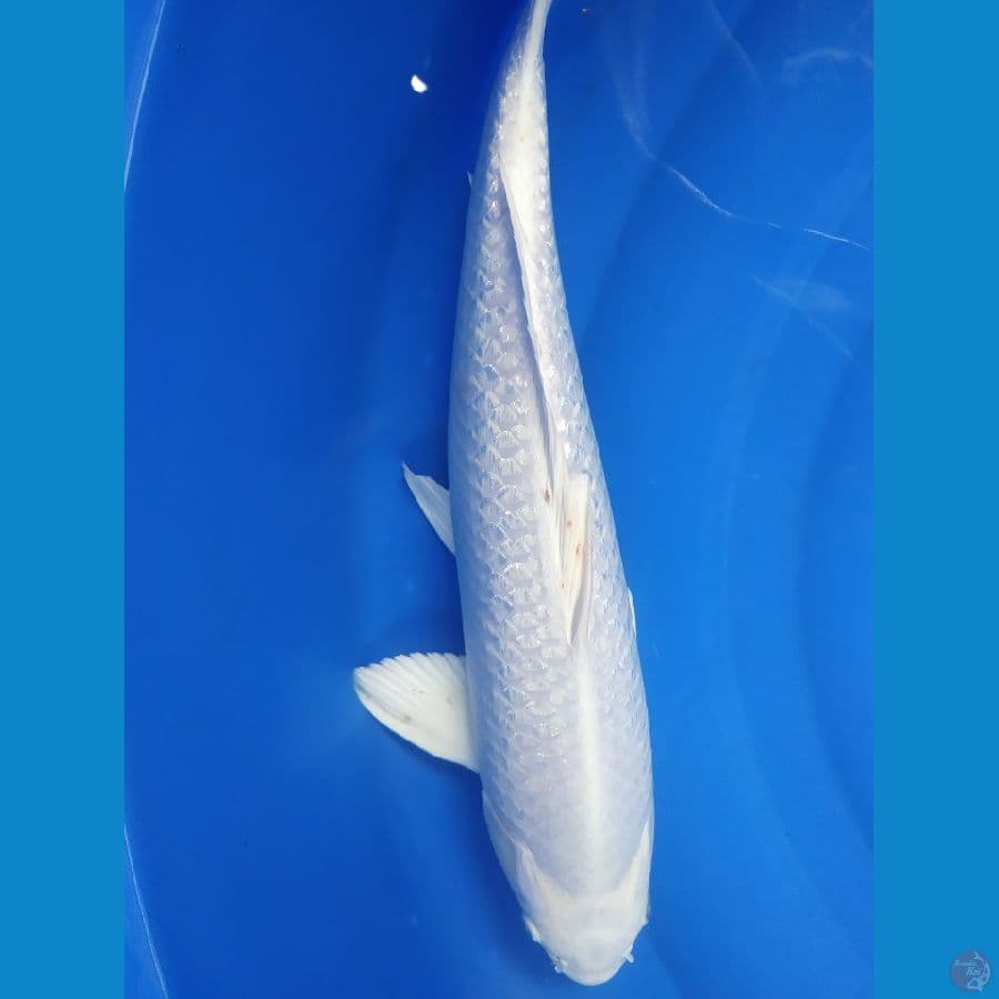 platinum gindrin susu