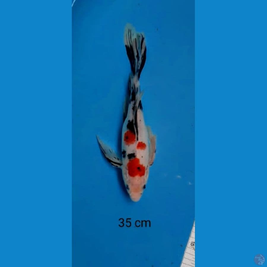 Kumpay sanke 35 cm