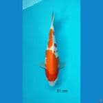 KOHAKU 34 cm