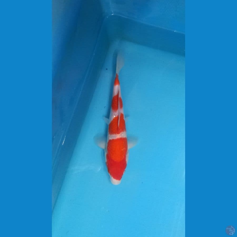 kohaku step 4