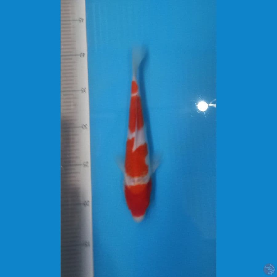 kohaku 4 step