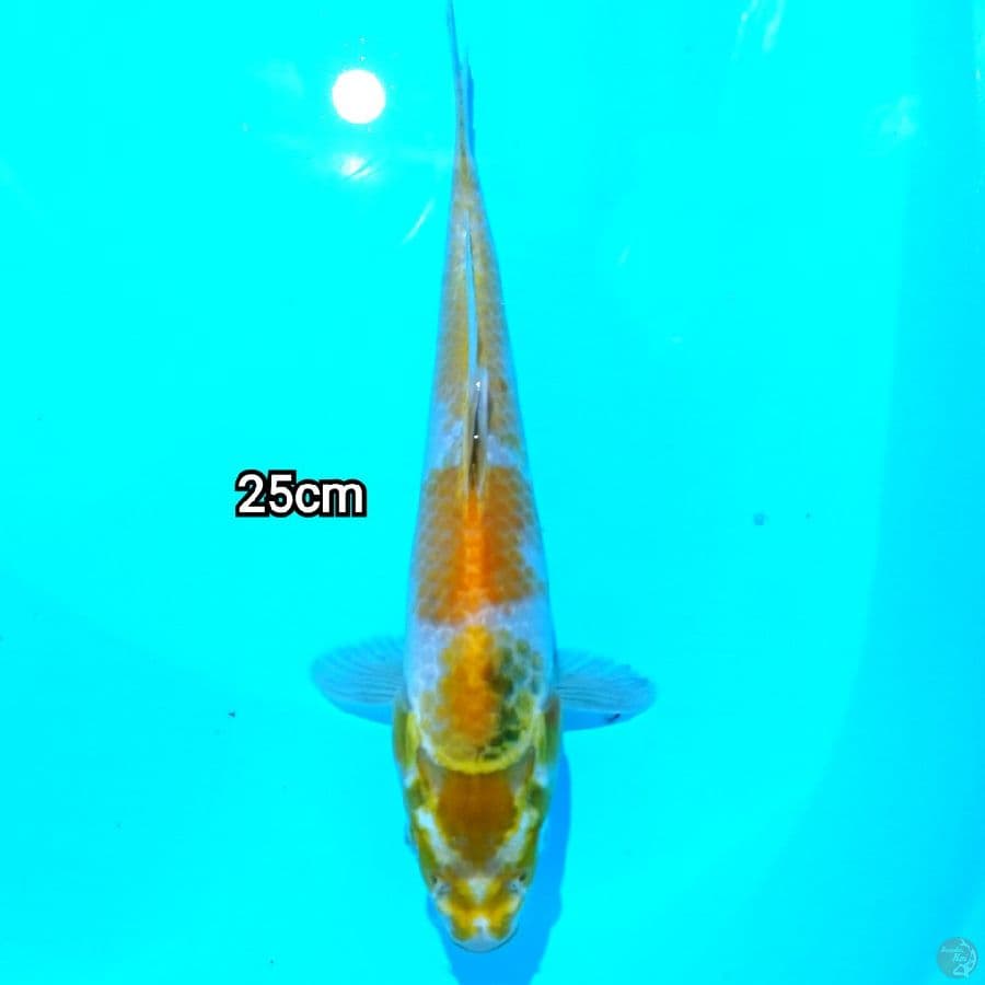 Mizzu - hariwake 25Cm