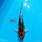 Mizzu - Kujaku 23Cm