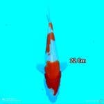Mizzu - kohaku SQ 22CM Orry