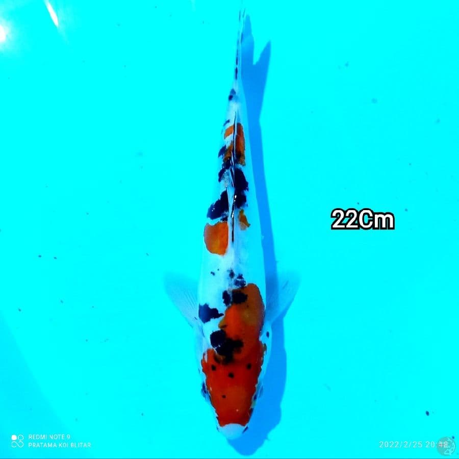 Mizzu - Sanke doit 22Cm