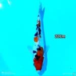 Mizzu - Sanke doit 22Cm