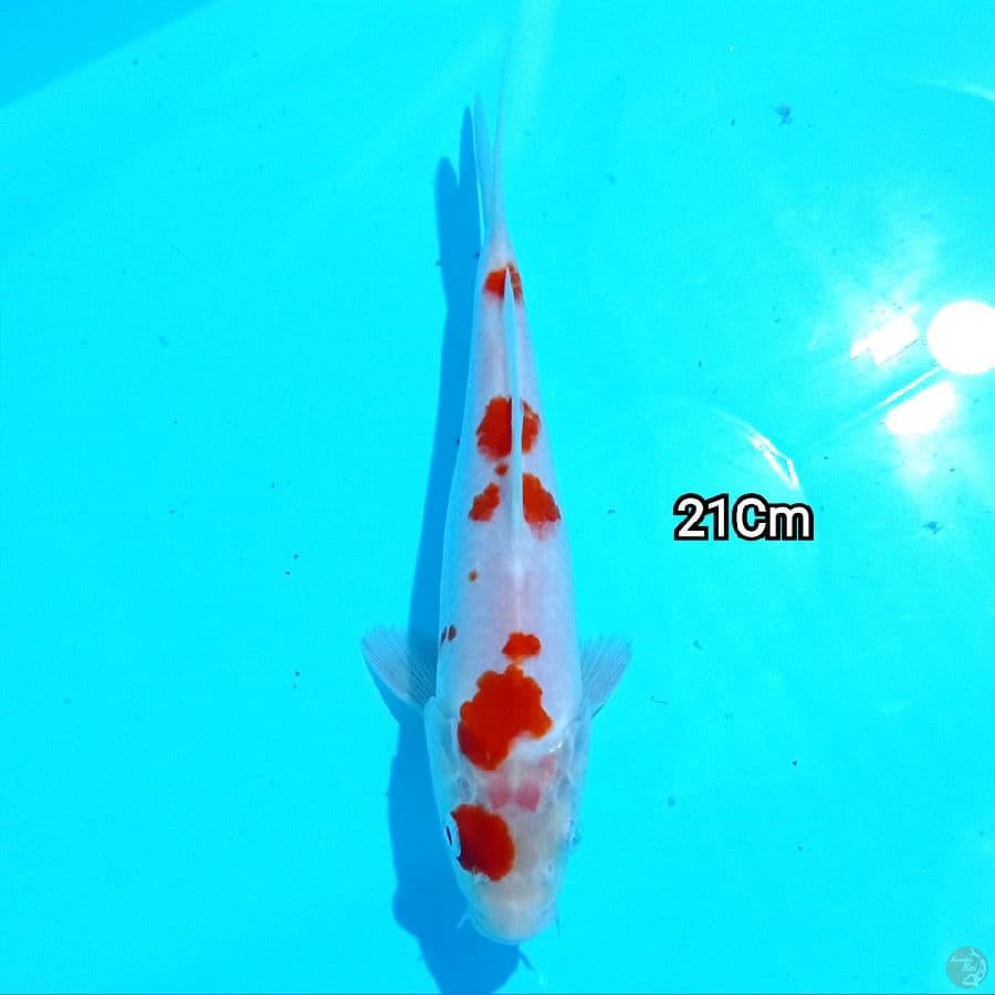 Mizzu - kohaku 21Cm